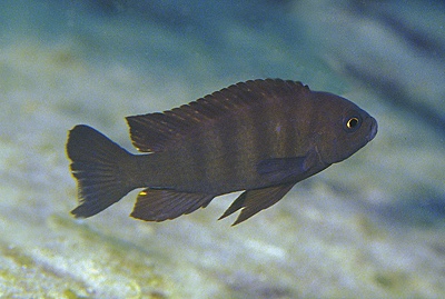 Maylandia sp. 'mbweca' Mbweca Rocks